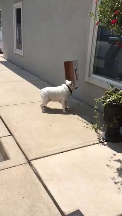 Un Bulldog Anglais adore jouer avec des boîtes... et se cogne partout !