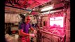 NASA astronauts will eat space-grown veggies in the ISS - International Space Station
