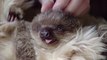 Adorable Newborn Sloth Will Make You Want To Own A Sloth!!