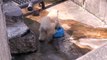 ポリタンクを運びたいけど~Polar Bear twin cubs are playing