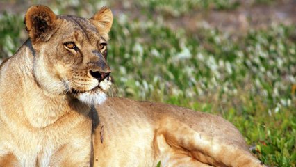 Kraliçe Aslan Belgeseli