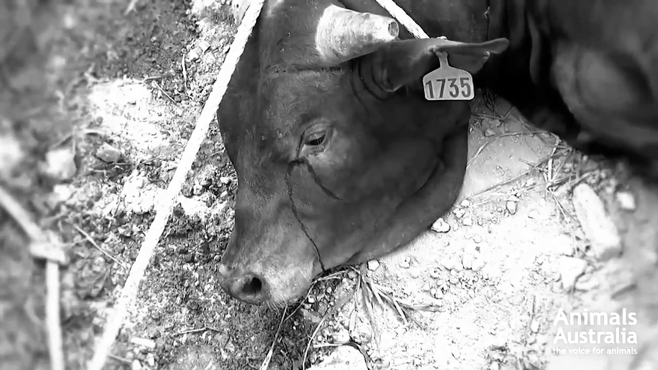 La vida en la granja