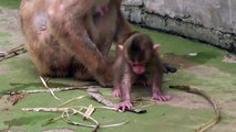 Baby Monkey 16days old(shouting&calling mom) ニホンザルの赤ちゃん2014生後16日目①（叫ぶ＆母ザルを呼ぶ）（釧路動物園）