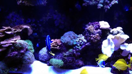 Neptune Apex & Tunze Turbelle - ReefKeeping Video by AmericanReef - Start a Saltwater Aquarium