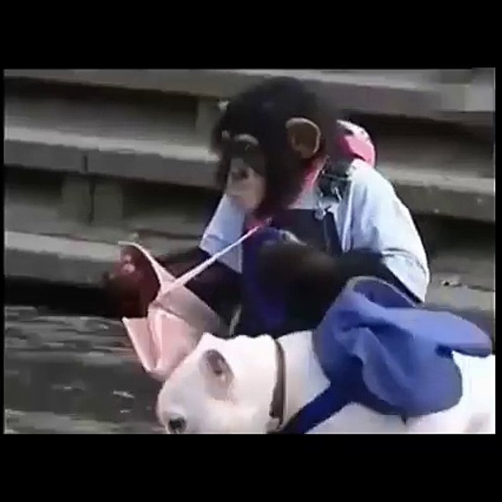 le Singe VS le Chien / the Monkey vs the Dog