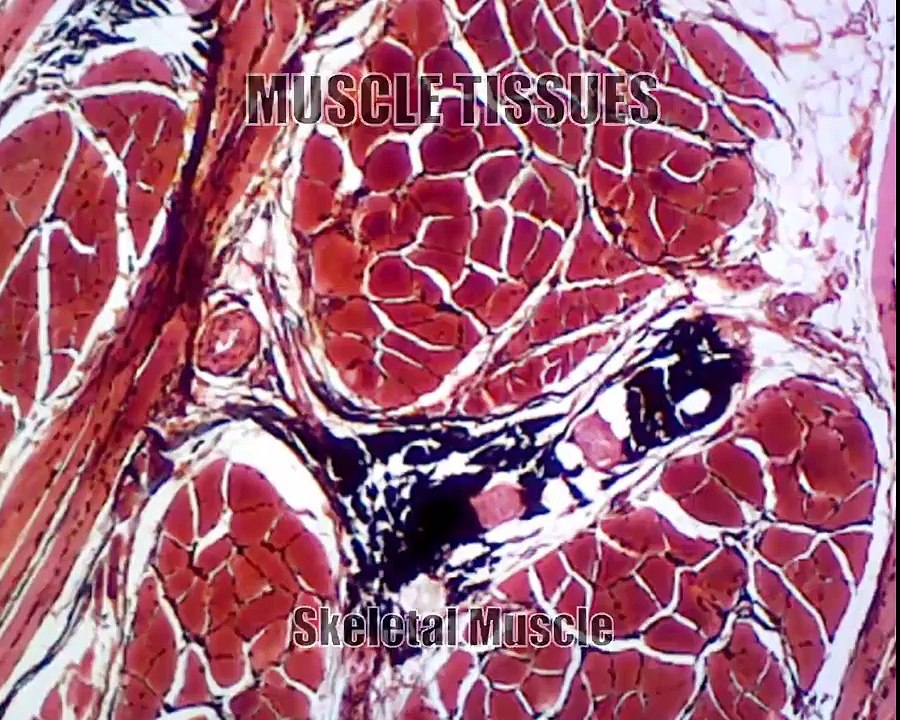 Microscope biology slides: muscle tissues (cardiac, smooth, skeletal), adipose, bone, spinal nerve