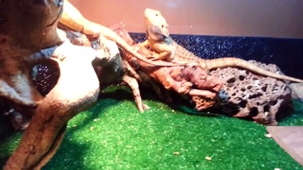 Update On Bearded Dragon Collection & Custom Enclosures