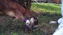 Atlas the Goat, Rescued from Hoarder