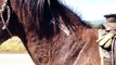 Sacking Out Your Horse to Dead Animals - Why Horses Avoid Dead Animals- Rick Gore Horsemanship