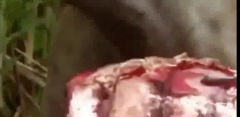 Animals Attack , Lion VS Hyena Documentary  Super Animal World