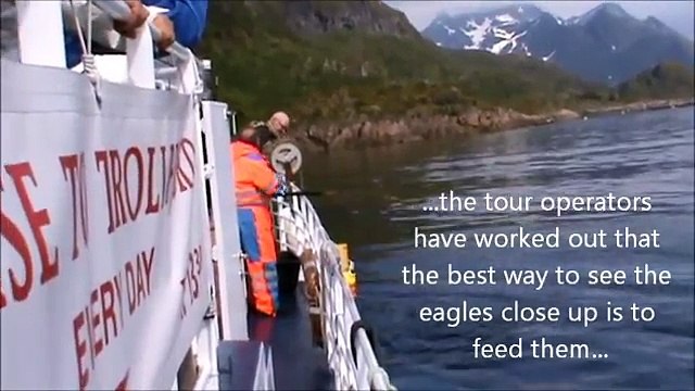 Sea Eagle Safari at Svolvaer, Lofoten Islands
