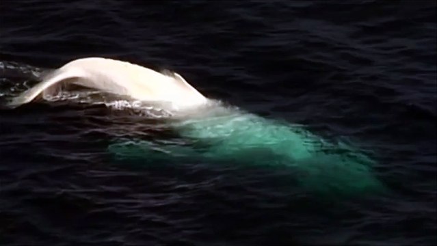Très rare apparition d'une baleine blanche à bosse au large de l'Australie