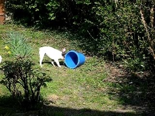 Twist gentil bouledogue boule de dingue