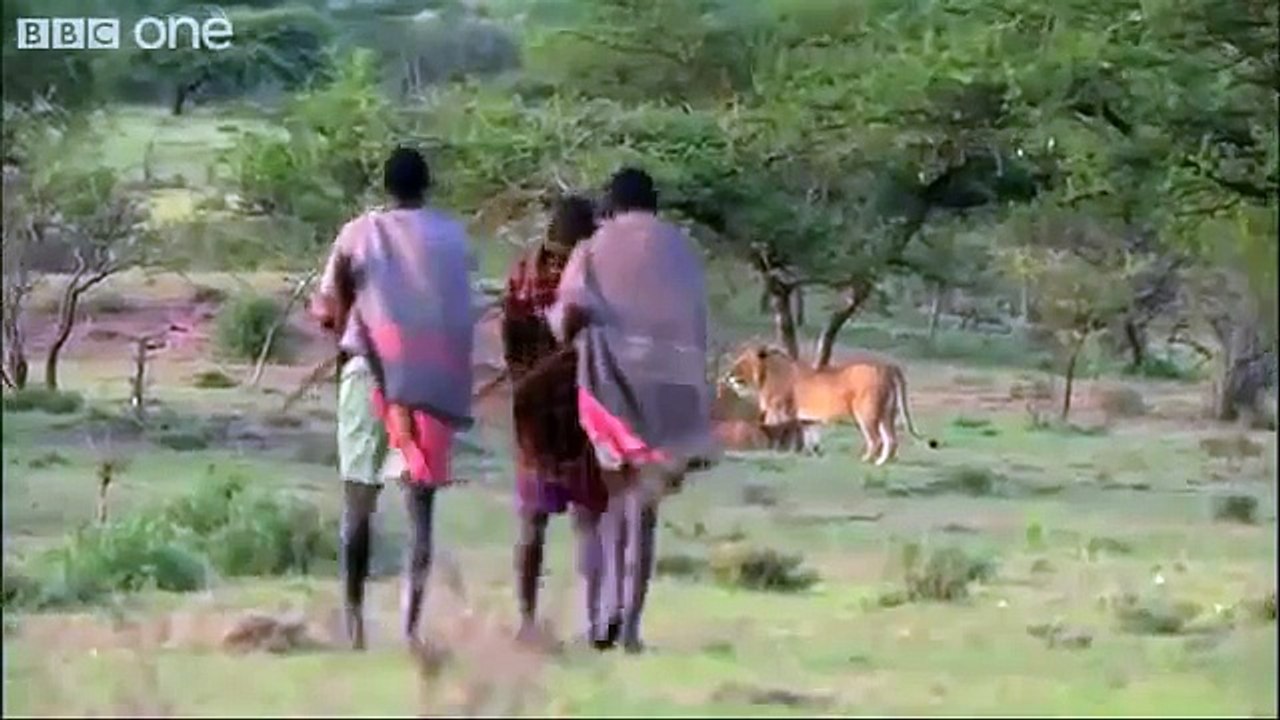 ثلاث رجال افارقه يهاجمون 15 أسد أنظر ماذا حدث للاسواد