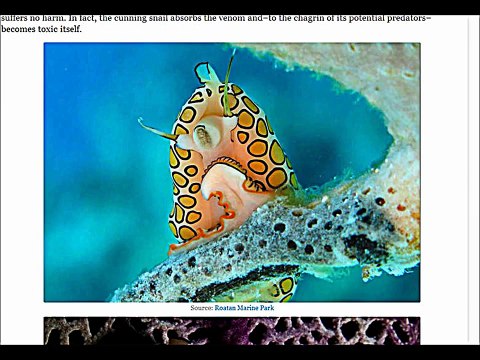 Animais estranhos e curiosos do mundo - Os mais estranhos animais - animais raros (strange animals)