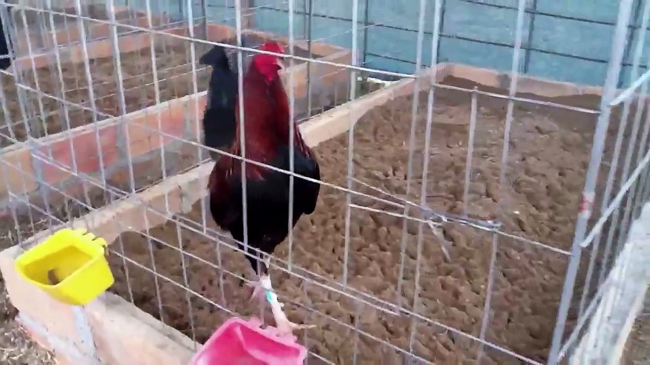 Gallos en Cuido