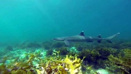 Youngbloods Spearfishing - Hunting On A Heartbeat