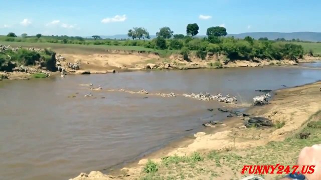 Crocodile Attack Zebra and Eating Real Life ☆ Amazing Animal