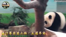 20150530圓仔等爸爸上班，互道早安 The Giant Panda Tuan Tuan and Yuan Zai