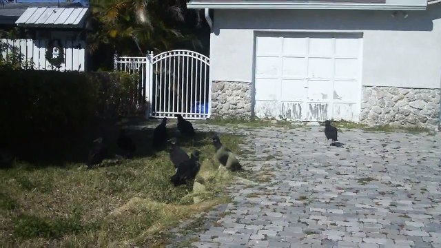 Vultures killing animals and eating people