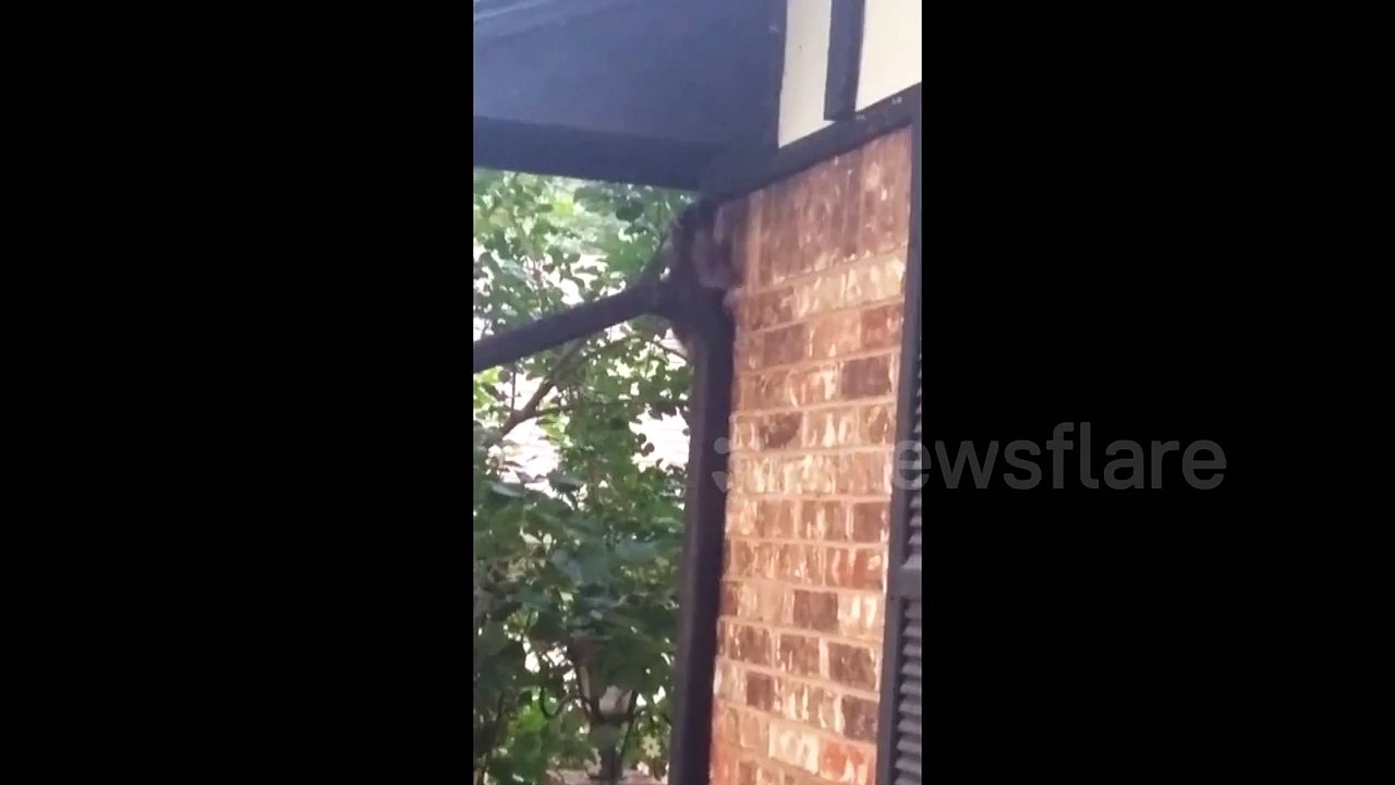 Racoon falls off a house