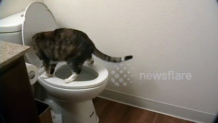 My cat has been peeing in the toilet for god knows how long?