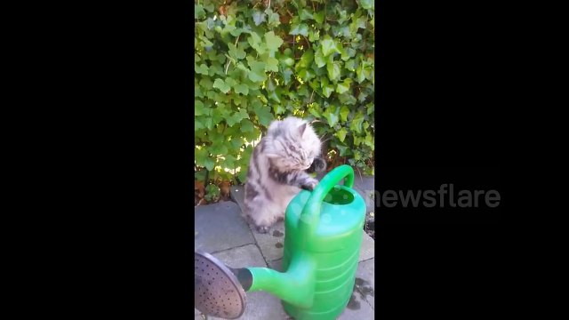 Cute Maine Coon Cats Drinking Water With Their Paws