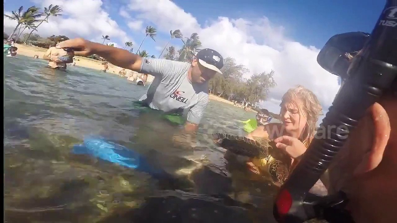 Baby Sea Turtle Rescue