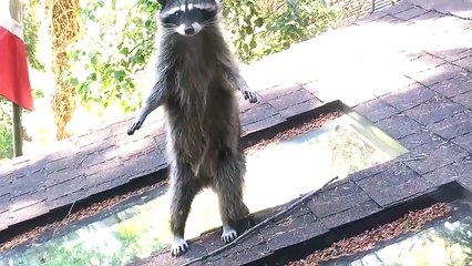 Mama raccoon teaches baby to climb tree
