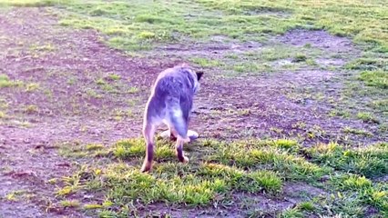 Dog fails at picking up frisbee
