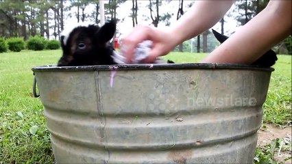 Newborn Twin Goats Take First Bath