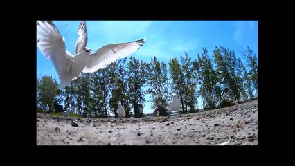 Seagull nabs camera, flies off with it, and then drops it.