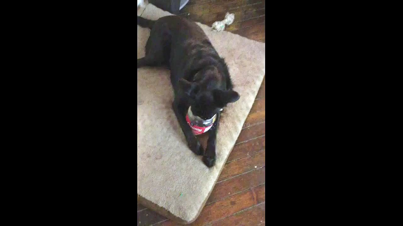Paisley and Peanut Butter.