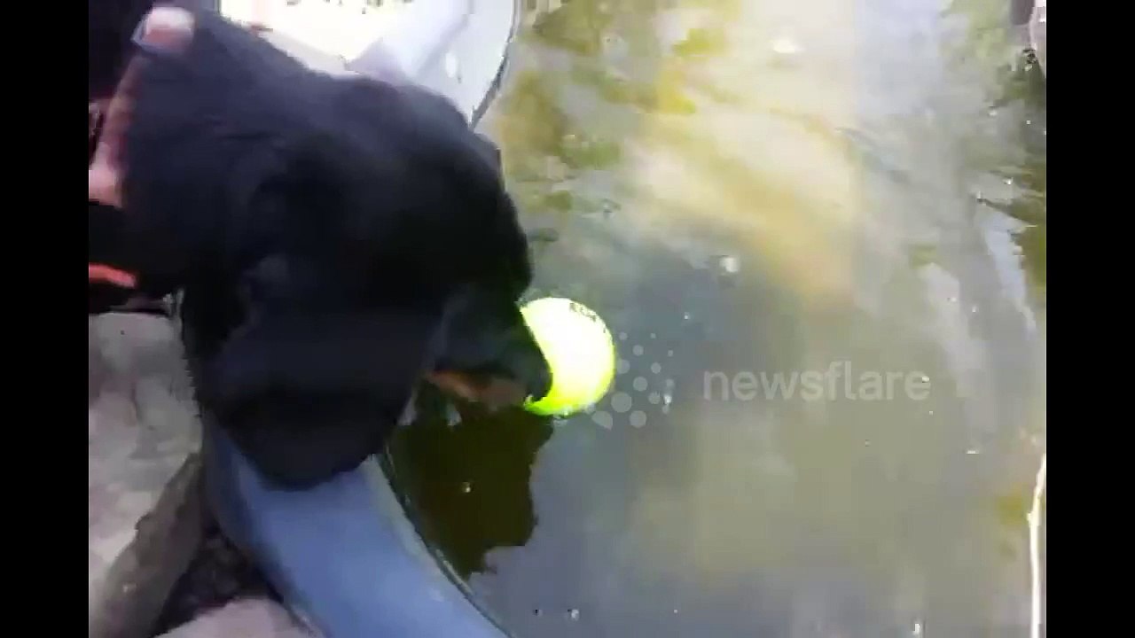 Dachshund trying to get ball out of pond