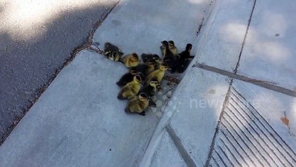 Ducklings struggle to follow mother
