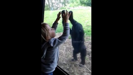 3 year old interacting with baby gorilla