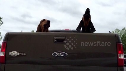 Their dad got out and walked inside, and this immediately ensued