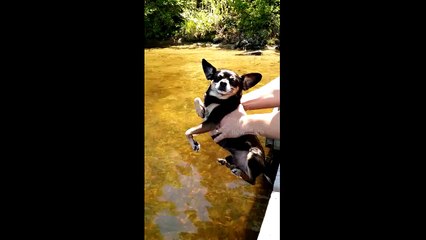 Chihuahua autopilot engaged!