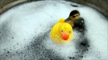 Duckling takes a Bath with Rubber Ducky