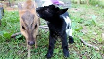 Baby Goat Nibbles on Muntjac Deer's Ear