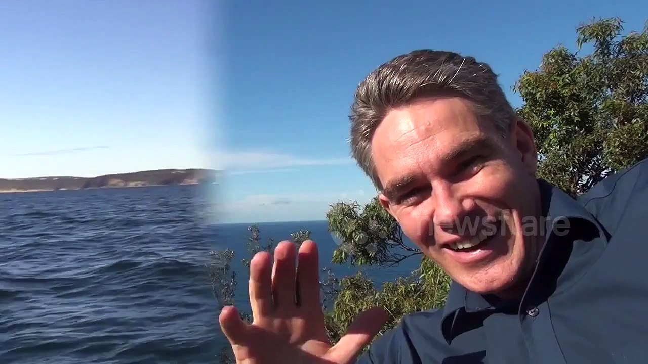 Whale Watching
