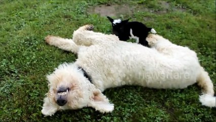Newborn Goat tries to cross over Dog