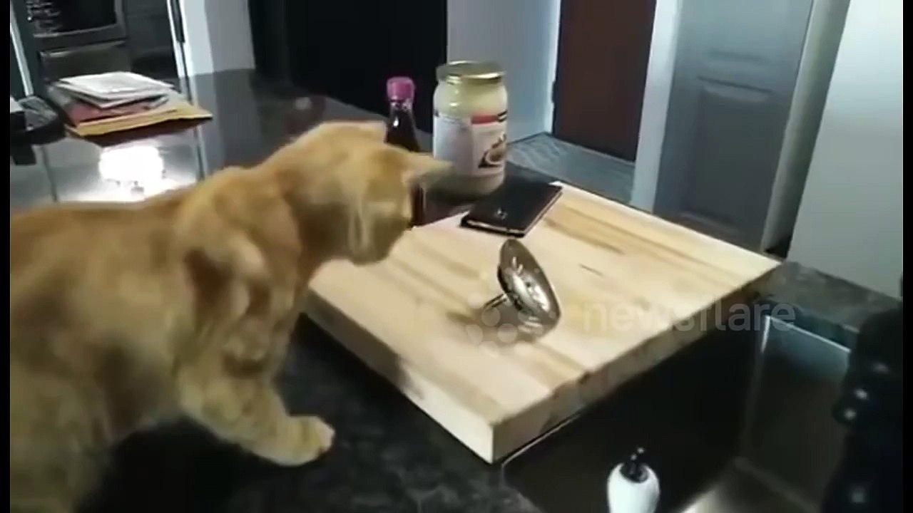 Oliver vs. Drain Stopper