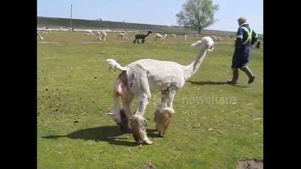 Alpaca gives birth to healthy baby girl
