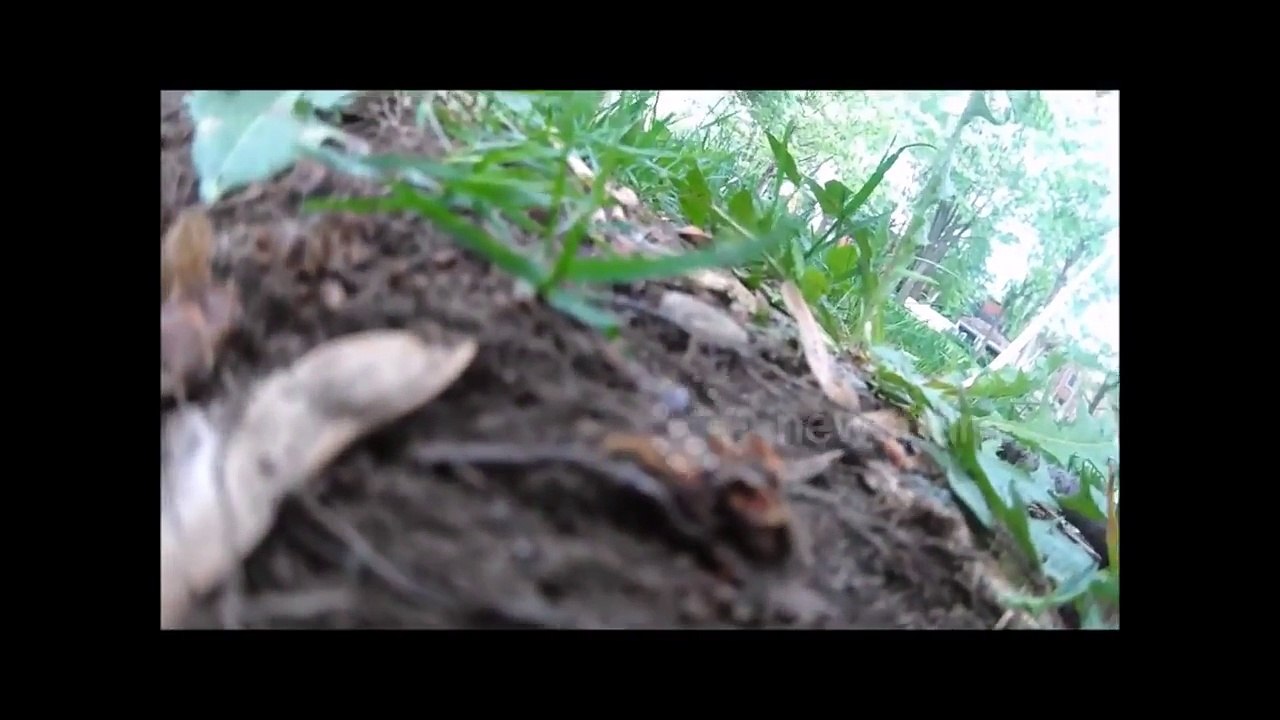 The Most Epic Squirrelie Ever