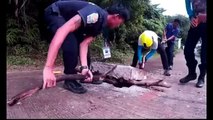 Thai rescue team and python in Phuket