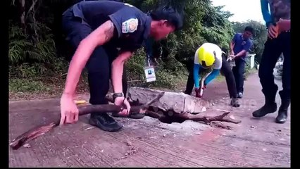 Thai Rescue Team Finds Large Python Near Phuket Tourist Area