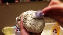 Adorable Hedgehog Bath Time!
