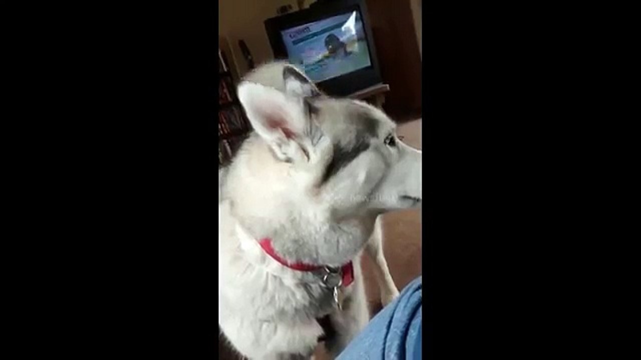 Talking husky