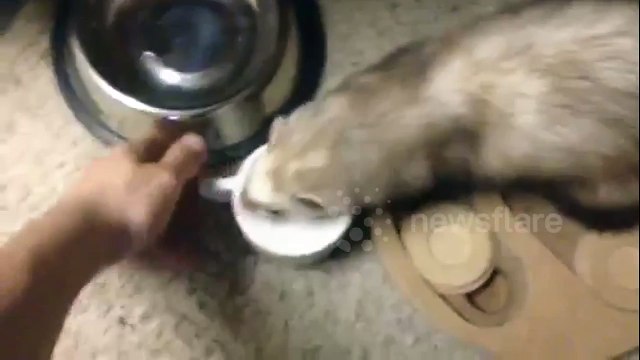 Cute pet ferret knocks over cups